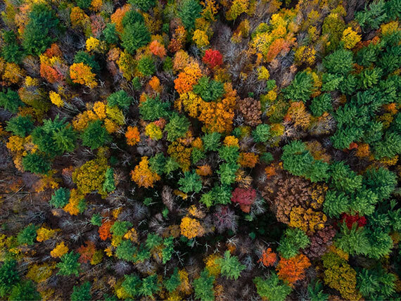 Aerial view of a forest